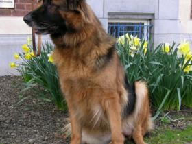 Cheyletiellosis in a German Sheppherd