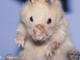 Notoedric acariasis in hamster