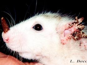 Notoedric acariasis in a rat: cutaneous horn