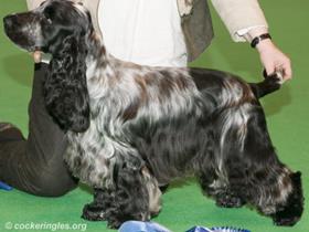 Cocker Spaniels - Links