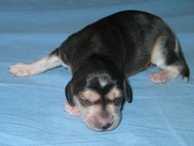 3 days old puppy - Salukis