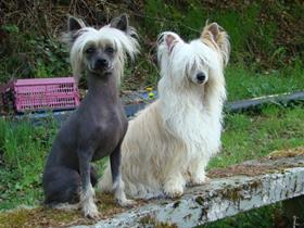 Rocky and Lady - Miss Errens - Gemmenich (Dermatology - Demodicosis)