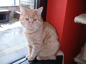 Mevrouw and Menheer Kepenne / Medard (British shorthair)