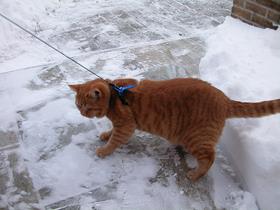 Mister and Miss Kepenne / Medard (Britisha shorthair)