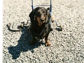 Zenek: petit teckel paraplégique