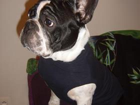 French Bouledogue "Romeo" - Miss Corbier - Ans (Dermatology)