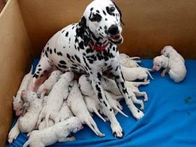 Chiots Dalmatiens - Avoir des chiots en leur procurant un pédigrée Saint Hubert?