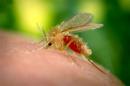 Sand Fly - Leishmaniasis - Skin pathologies