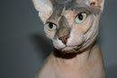 Emi - Sphynx cat - Miss Krutmann - Uccle (Dermatology)