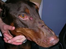 Furonculose éosinophilique sur le chanfrein d'un Doberman