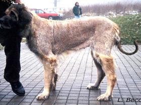 Adénite sébacée granulomateuse chez un Leonberg (tondu)