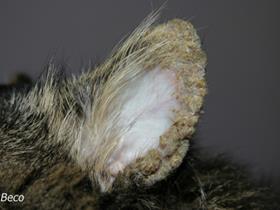 Pemphigus foliacé chez le chat : croûtes sur le pavillon auriculaire