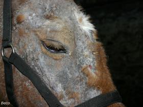 Pemphigus foliaceous in a Horse