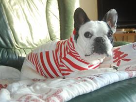 French Bouledogue "Lisa" - Miss Ott - Limal (Frenc Bouledogue Allergic)