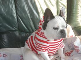 French Bouledogue "Lisa" - Miss Ott - Limal (Frenc Bouledogue Allergic)