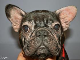 An allergic French Bouledogue