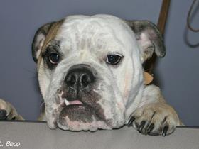English Bulldog - English Bulldog, French Bouledogue: skin diseases (dermatology), respiratory disease, eyes problems...