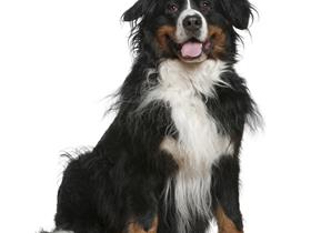 Charly - Dermatologie canine: dermatite atopique canine