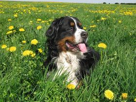 Charly - Canine atopic dermatitis