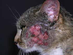 Eosinophilic plaque - Allergic cat