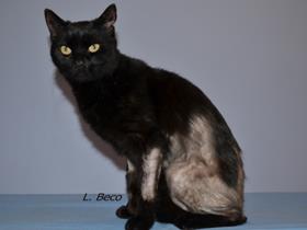 Kat met allergie - Allergy in cats : Miliary dermatitis, feline extensive alopecia, eosinophilic complex