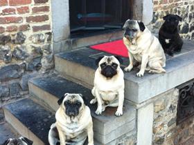 Pugs - Menheer and Mevrouw Leso Sauvage (Wihogne)