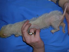 Ferret: alopecia secondary to an adrenal tumour