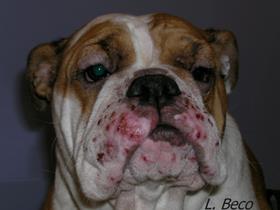 Dermatite pyogranulomateuse et lymphadénite juvénile stérile (cellulite juvénile) chez un chiot Bull Dog Anglais