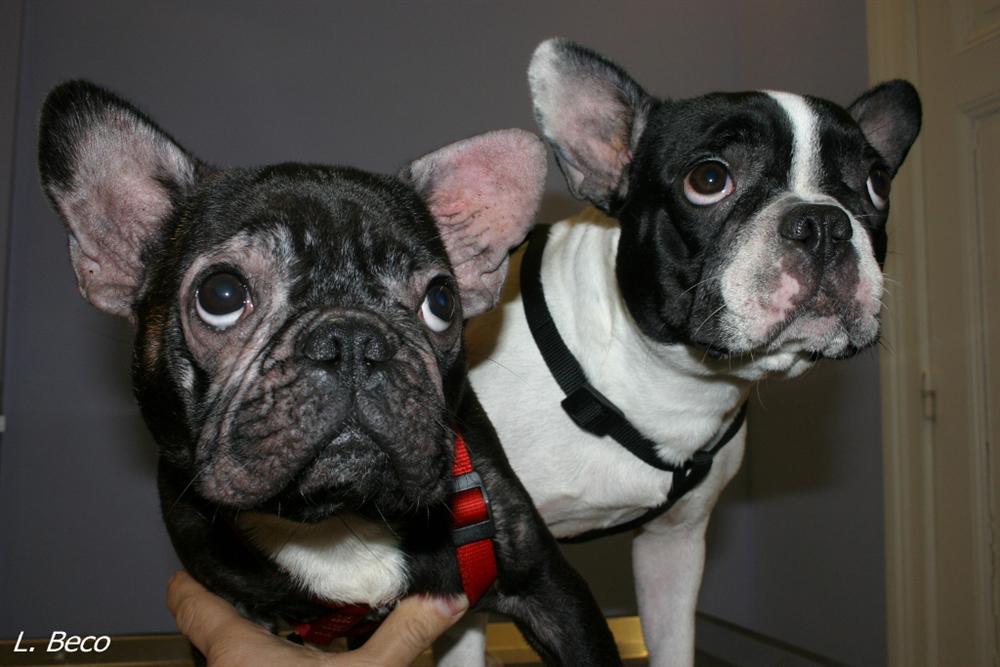 Bulldog Anglais Bouledogue Francais Maladies De La Peau Dermatologie Du Systeme Respiratoire Des Yeux Races Canines Et Pathologies Services Medicaux Cabinet Veterinaire