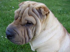 Shar Pei: ein atypisches Hund