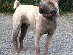 Shar Pei allergische: ernstige atopische dermatitis met secundaire infecties (bacteriën en gist Malassezia type)