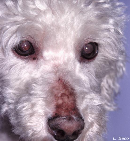 Hypothyroidism in dogs Hormones endocrine diseases