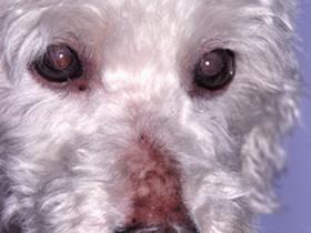 Hypothyroidism in a Bichon