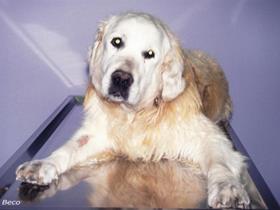 Hypothyroidism in a Golden retriever with vestibular syndrom