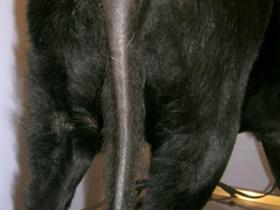 Hypothyroïdie avec alopécie de la queue chez un chien Labrador