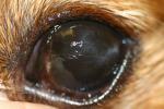 Kératoconjonctivite sèche chez le chien (Image MSD): hyperpigmentation de la cornée