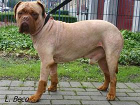 MRSP Bacterial Folliculitis in a Dogue de Bordeaux