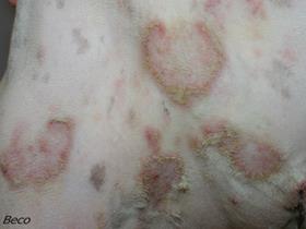 Bacterial folliculitis in a French Bouledogue