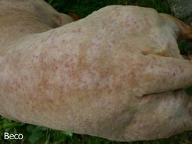 MRSP Bacterial Folliculitis in a Dogue de Bordeaux