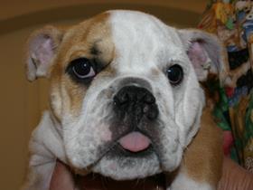 English Bulldog puppy - French Bouledogue and English Bulldog to adopt