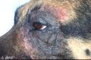 Dermatite atopique canine - Berger Allemand - lésions chroniques périophtalmiques: lichénification, hyperpigmentation et érythème périphérique