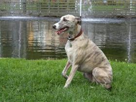 Jasmine - Whippet (Shaker Dog Syndrome)