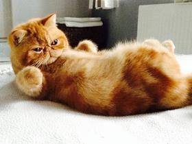 Garfield (Exotic Shorthair)