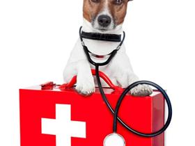 Gestion des urgences - Chiens et chats accidentés: les premiers gestes