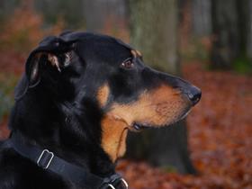 Bella - Berger de Beauce - dec 2007