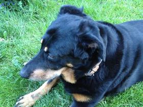 Bella - Beauceron - Madame Bleuart - Nivezé - Belgique