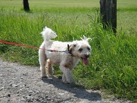 Obelix Minardi Bichon - Dermatite atopique canine