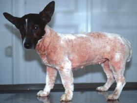 Nahrungsmittelallergie  in einem Jack-Russell-Terrier