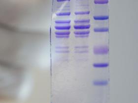 Cyno-DIAL: test  Western blot