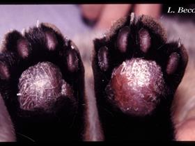 Plasmacell pododermatitis in kat